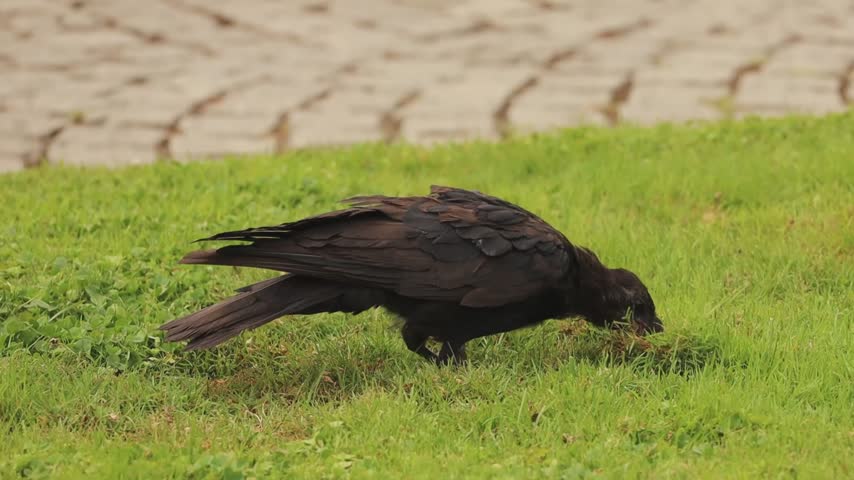 Black crow foraging in green grass, probing and scratching the ground with its beak while searching for food in a natural outdoor environment.