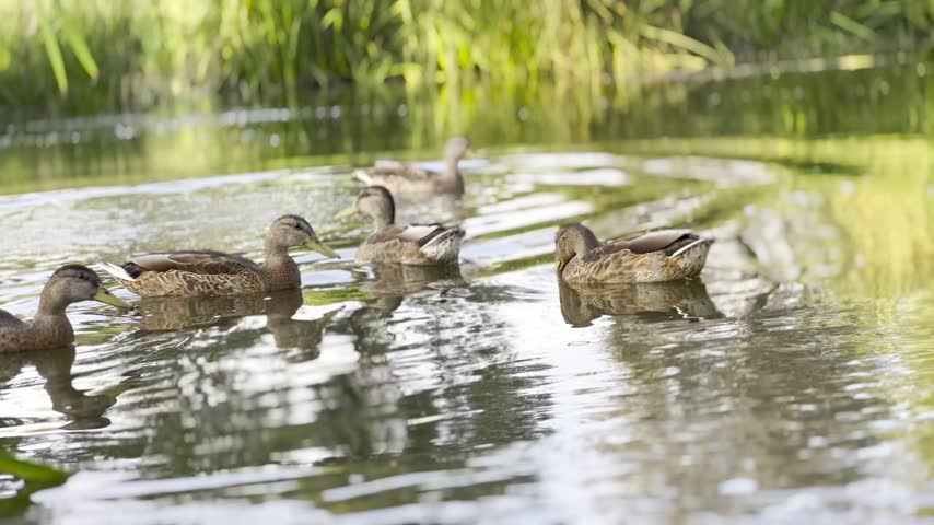 Brownish ducks swimming on a calm lake during a sunny summer day. The birds move gently across the water surface, reflecting bright sunlight and creating a peaceful natural wildlife scene