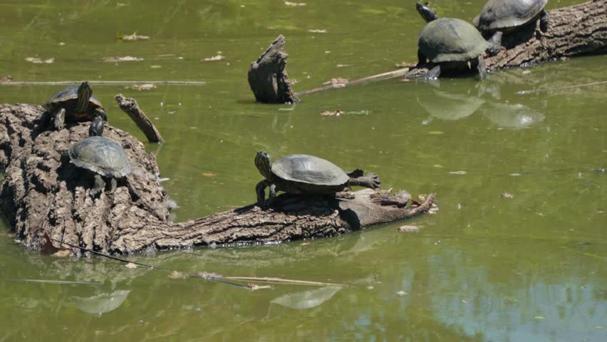 Turtles bask on a log in murky green water