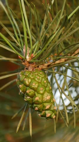 Young green pine cone on branch