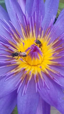 Close-up of bees collecting nectar and pollen from a vibrant purple flower with a bright yellow center in nature.