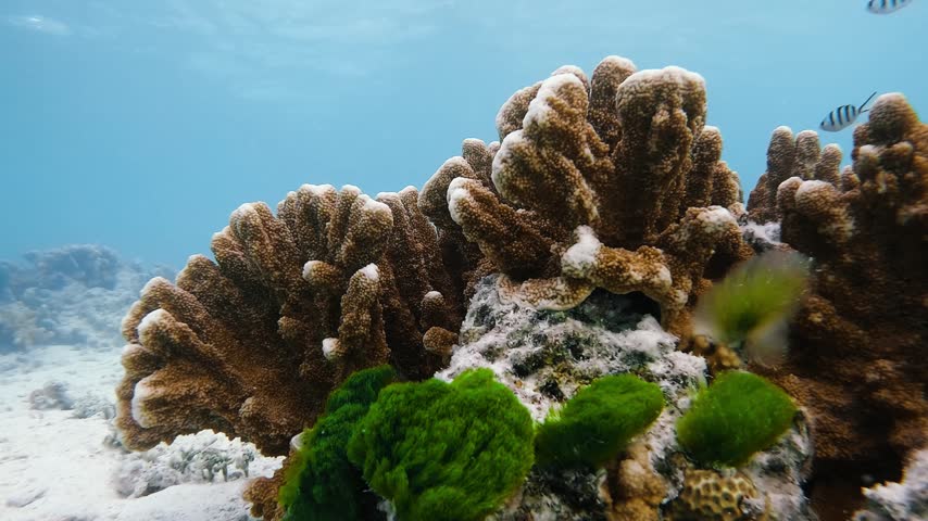 Close-up video of coral and bright green algae with small reef fish swimming around at Heron Island on the Great Barrier Reef, Australia.