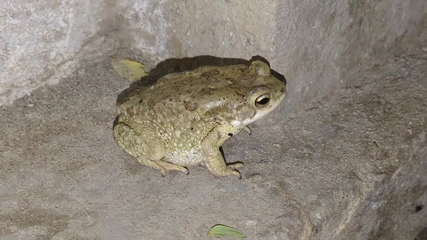 Brown Toad Resting in Corner at Night