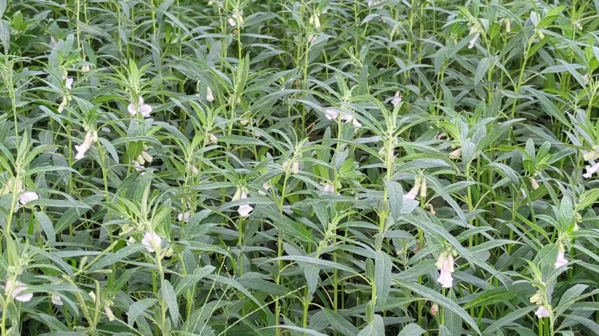 Sesame Plants with White Flowers Growing in Field