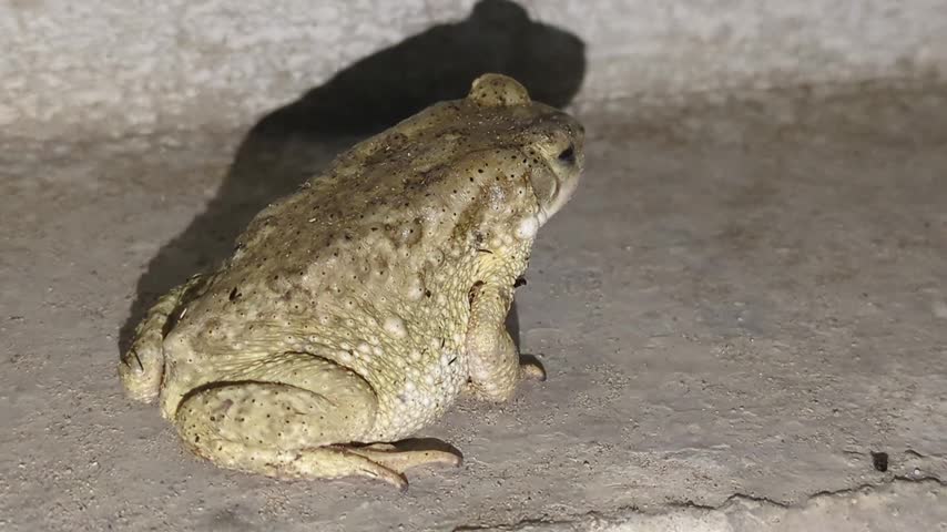 Brown Toad Resting in Corner at Night