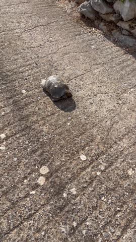 Turtle on the road in the village 
