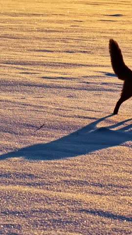 Cinematic footage of dark fox silhouette walking gracefully across sparkling snow covered landscape during magical golden hour sunlight creating long shadows and peaceful atmosphere.