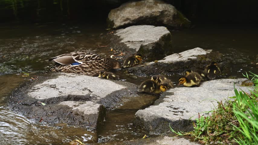 Family of mallard ducks, mother and small baby ducklings, swimming and feeding in a small stream, signs of nature and spring wildlife
