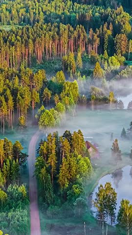 Aerial view cinematic footage capturing foggy morning landscape over serene forest landscape with towering pine trees winding dirt road and calm reflective lake surface at sunrise.