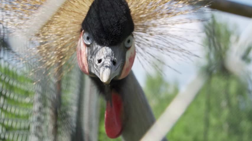 Close-up portrait of a black crowned crane with its distinctive golden crown and red throat pouch, calmly observing its surroundings.