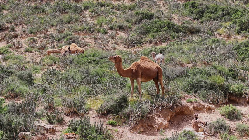 Dromedary camel mothers graze with their young calves among cactus and shrubs on a rugged coastal hillside near Imsouane
