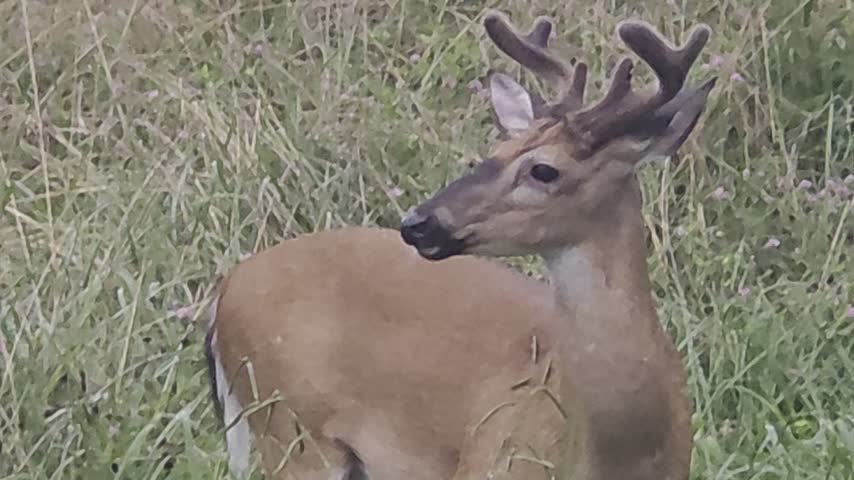 deer grazing buck standing in green field 