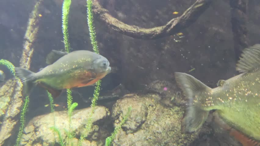 Red bellied piranhas swim through murky freshwater with rocks and aquatic plants