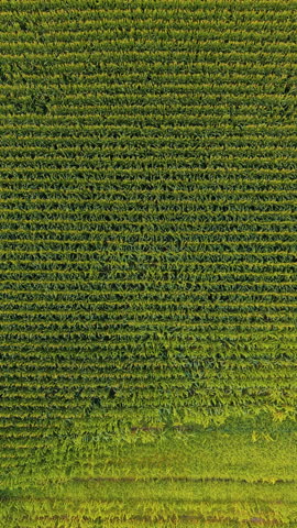 Cultivated Cornfield Near Black Creek, Wisconsin, Showing Rows Of Green Maize Plants. Vertical, Aerial Tracking Shot