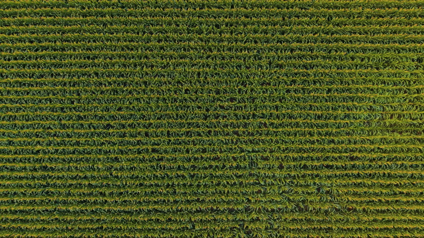 Rows Of Green Maize Plants Grow In An Agricultural Field Near Black Creek, Wisconsin. Aerial top-down shot