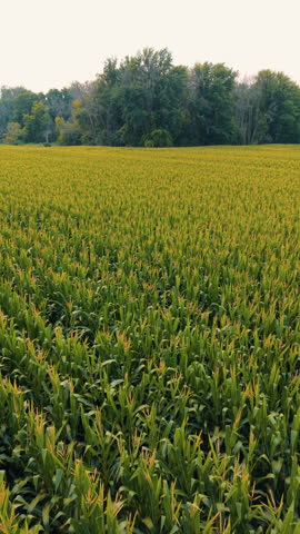 Vertical View Of Vast Agricultural Cornfield Near Black Creek, Wisconsin. Aerial Pullback Shot from tree line
