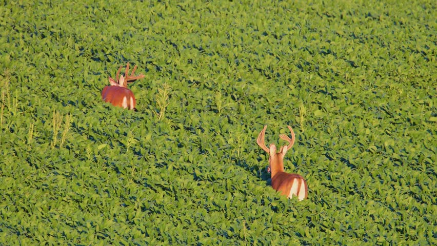 Two whitetail deer bucks (Odocoileus virginianus) with velvet antlers walk through a green soybean field on a summer evening in Dunn County, Wisconsin.