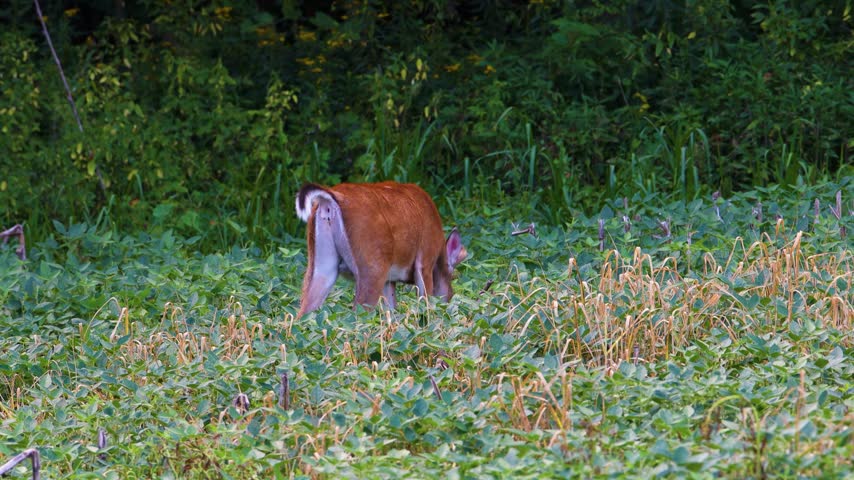 A white-tailed deer buck with velvet antlers defecates while feeding in a field during a summer evening in Dunn County, Wisconsin.