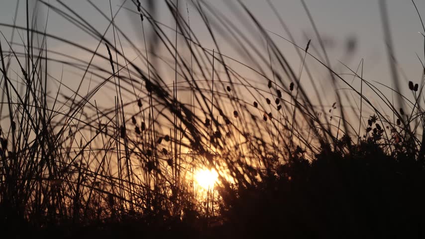 Hirtshals, Denmark The sun rises through the dune grasses.