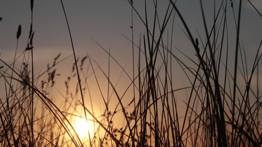 Hirtshals, Denmark The sun rises through the dune grasses.