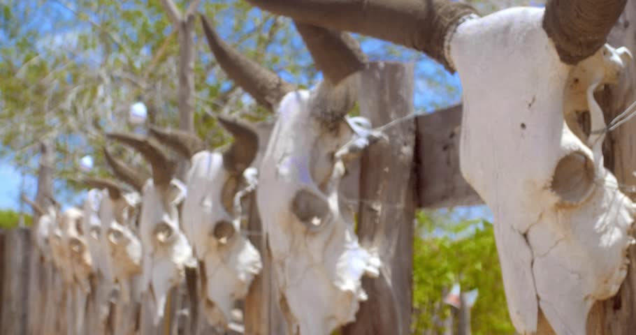 Close up cinematic footage captures line of sun bleached cattle skulls mounted on wooden ranch fence under bright summer sky outdoor rural desert environment natural lighting.