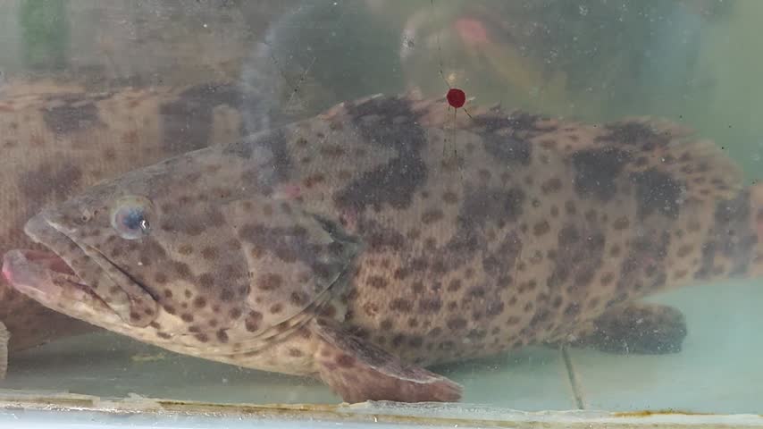Live Grouper in fish tank