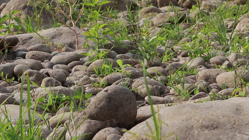 Close view of rocky stream bed with scattered stones small plants and subtle water flow in natural mountain landscape.
