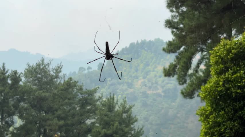 Large spider on web with tropical rainforest hill background.