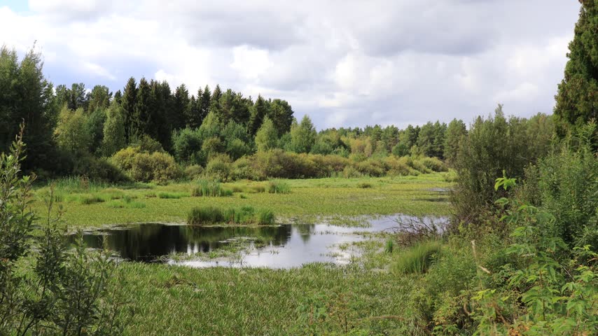 a lake in the forest on a sunny summer day
