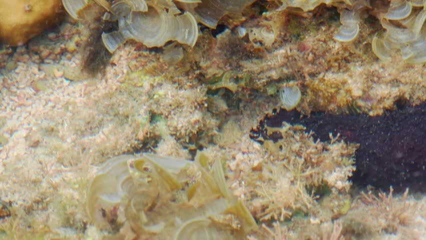 Benthic Invertebrate Crawling Across a Shallow Seafloor 