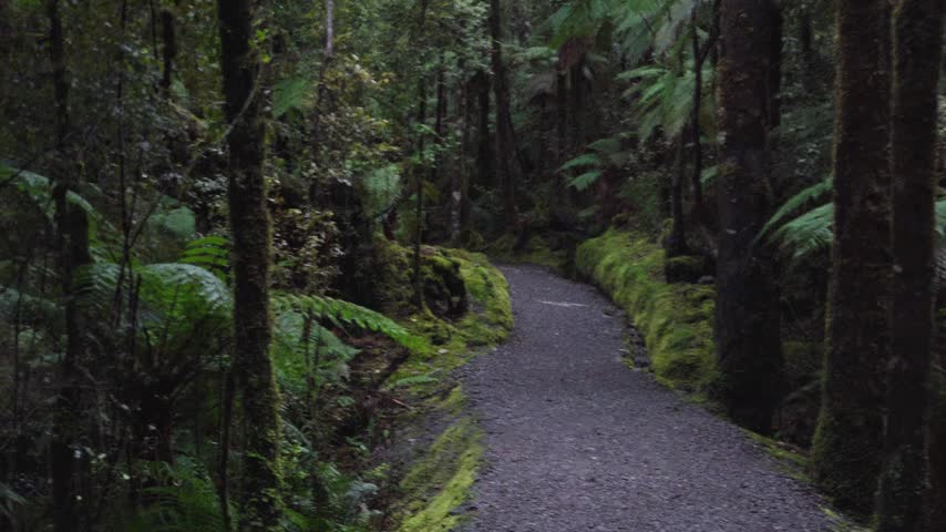 Gravel pathway leading through misty rainforest near Lake Matheson Jetty Viewpoint