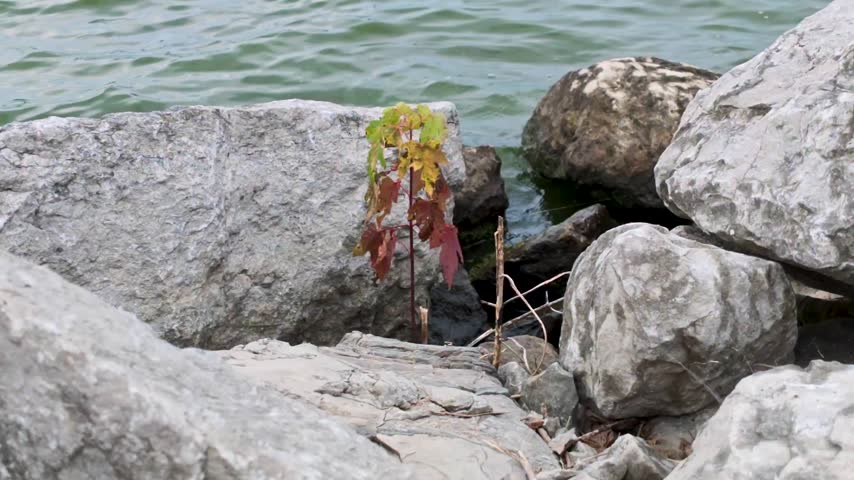 A young plant with autumn-colored leaves grows between limestone boulders along the rippling waters of Buckeye Lake, Ohio.