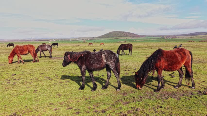 Top-down aerial photograph capturing three horses bay, white, and black grazing in a linear formation.