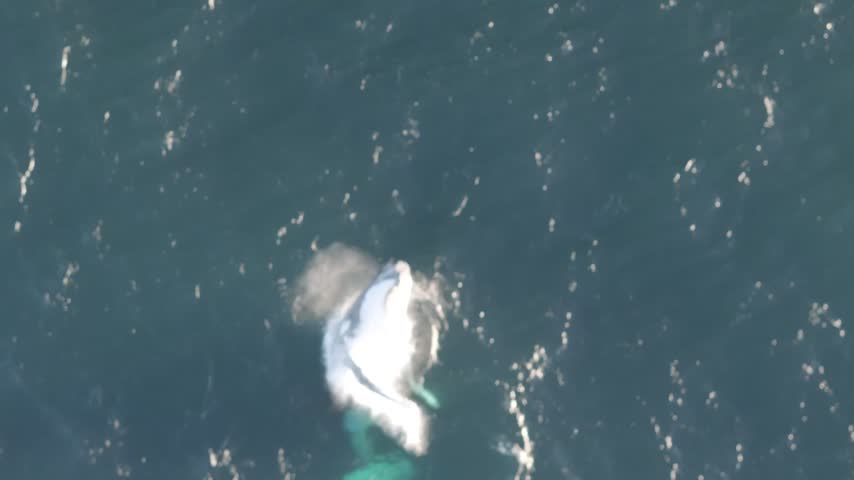 Aerial 4K footage of a humpback whale breaching from the ocean, filmed by drone in Australia
