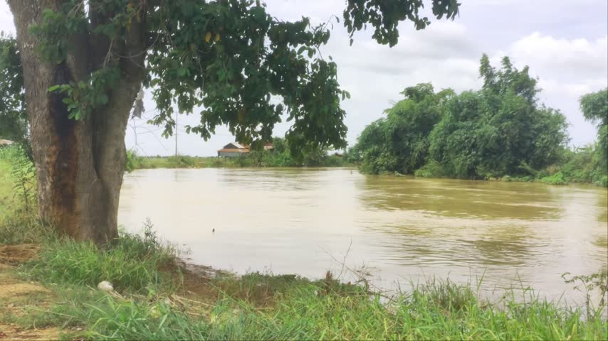 Static wide shot of a flooded muddy river in rural Southeast Asia with a large tree trunk and green leaves forming a natural frame in the foreground. Lush vegetation and distant houses under a cloudy sky.