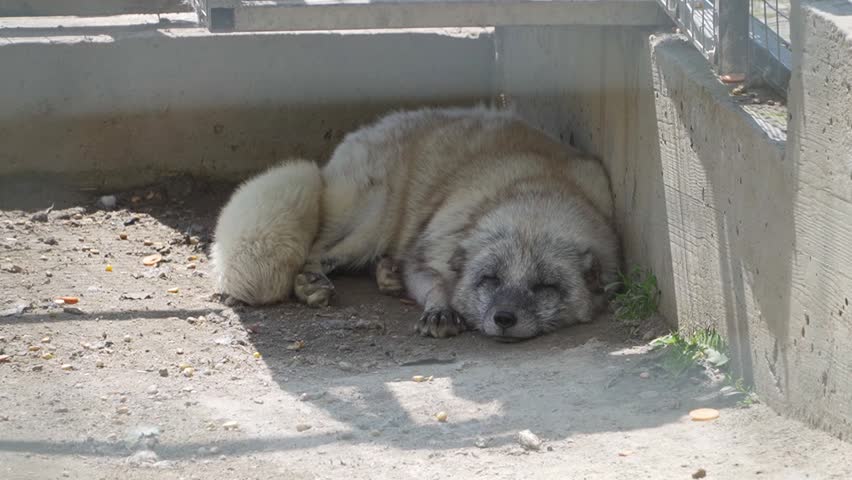 An Arctic Fox hides from sun, curled up on the ground, resting peacefully with its eyes nearly closed in a quiet outdoor enclosure. Its thick pale fur and fluffy tail are highlighted by the sunlight.