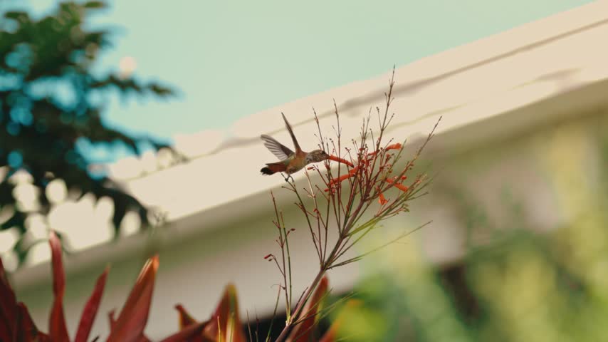 hummingbird hovers at red firecracker flowers in a lush backlit garden in extreme slow motion in 4k. Nature documentaries, pollination science, garden wildlife, hummingbird content.
