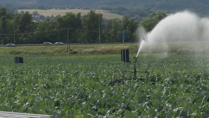 Agricultural water cannon irrigating a green cauliflower field in Lier Norway. Concept of crop watering drought management and commercial vegetable production.