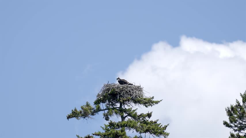 Osprey in Nest on Pine Tree Against Blue Sky