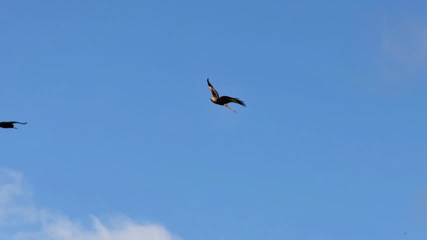 Red Kite (Milvus milvus) in flight 