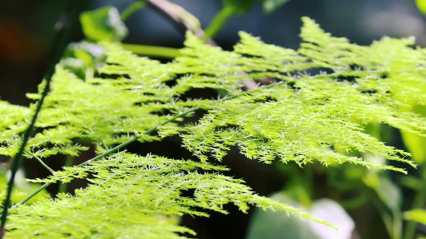 Asparagus fern plant branches with light green delicate needle leaves in a garden close-up shot