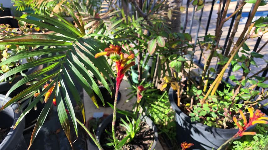 Vibrant red and yellow kangaroo paw flowers and green palm fronds gently moving in the breeze. Beautiful sunny day in a backyard home garden