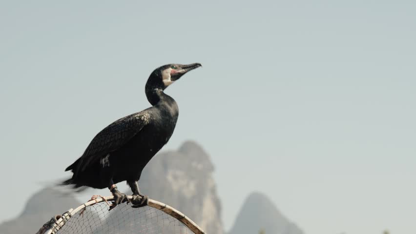 Close-up of a cormorant used for traditional fishing in Yangshuo, China.