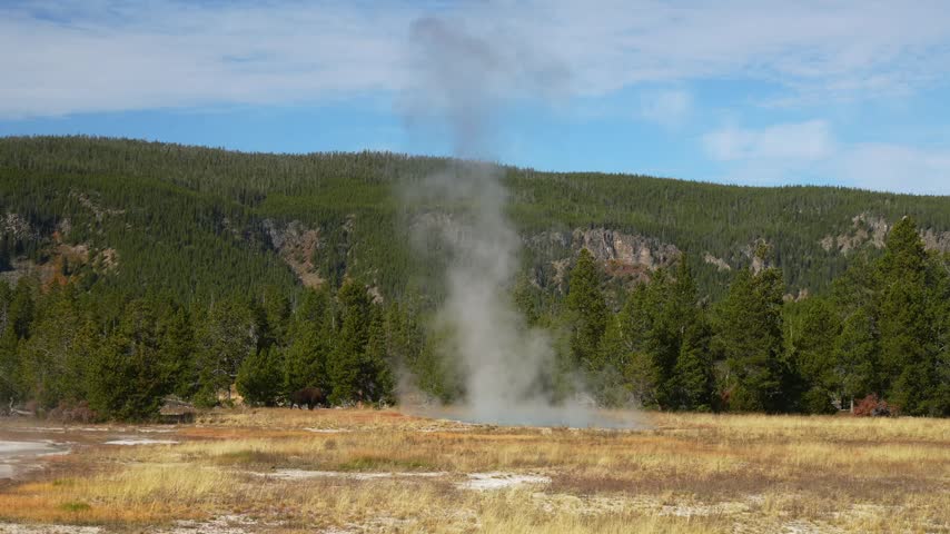 Geothermal geyser erupting steam into blue sky over grassy meadow and pine forest background in Yellowstone national park. Dynamic cinematic footage showing natural hot spring activity.