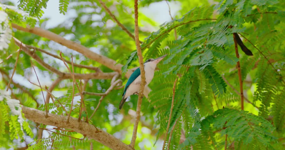 Collared kingfisher, Todiramphus chloris, perching on tree branch among green leaves. Natural bird behavior in tropical environment, wildlife documentary, slow motion.