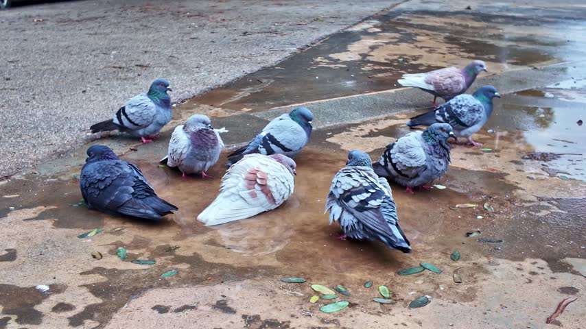 Group of feral pigeons bathing in small rainwater puddle on paved asphalt surface during overcast day. Cinematic high definition footage of urban birds cleaning feathers in water.