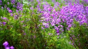 Purple Hesperis matronalis wild flowers on wind.
