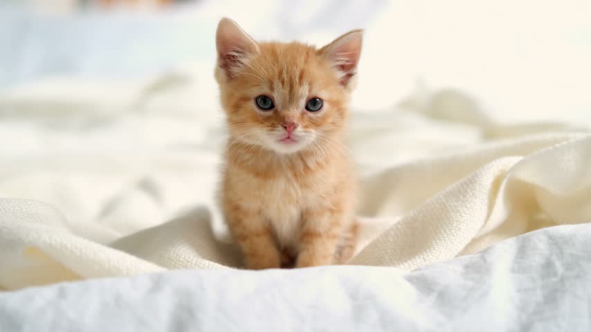 A tiny ginger kitten sitting alone on a soft white blanket at home, pet care services, animal health, cute pet scene, peaceful lifestyle.