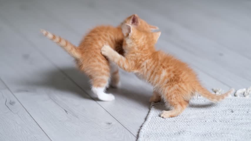 Two playful ginger kittens playing together on the wooden floor at home, pet care services, veterinary care, cute pet scene, cozy lifestyle.