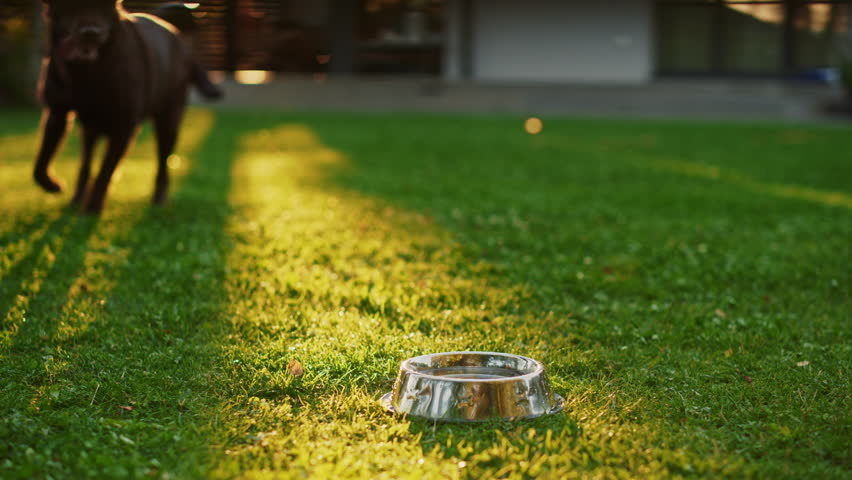 Super Cute Pedigree Brown Labrador Retriever Dog Drinks Water out of His Outdoors Bowl. Happy Little Doggy Having Fun on the Backyard. Sunny Day Outdoors